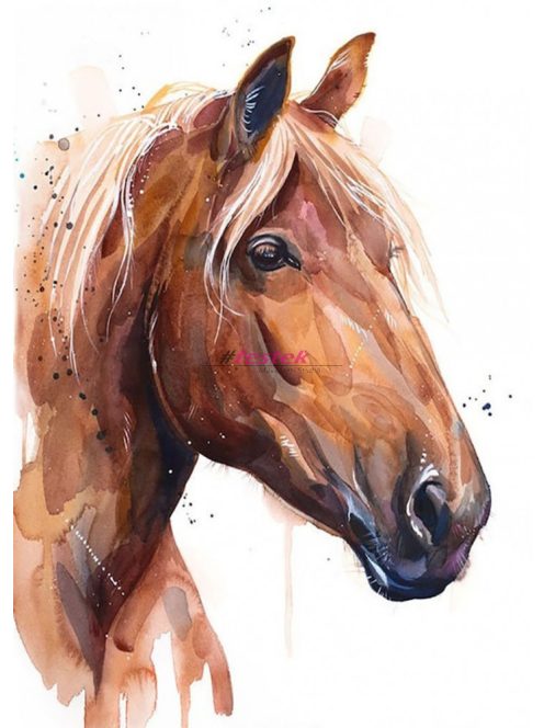 Ló - Akvarell Élményfestő készlet