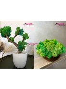 Bonsai fa vagy kókuszdió tál készítése – Június 14. – Vasárnap:10:00-12:00 (Sopron)