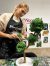   Bonsai fa vagy kókuszdió tál készítése – Október 6. – Kedd:17:30-19:30 (Sopron)