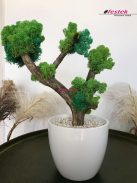 Bonsai fa vagy kókuszdió tál készítése – November 15. – Vasárnap:16:30-18:30 (Sopron)