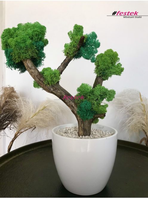 Bonsai fa vagy kókuszdió tál készítése – November 15. – Vasárnap:16:30-18:30 (Sopron)