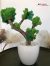   Bonsai fa vagy kókuszdió tál készítése – November 15. – Vasárnap:16:30-18:30 (Sopron)