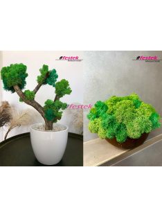   Bonsai fa vagy kókuszdió tál készítése - November 24. - Hétfő:17:30-19:30-ig (Sopron)